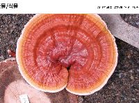 버섯종균제조및 재배실무